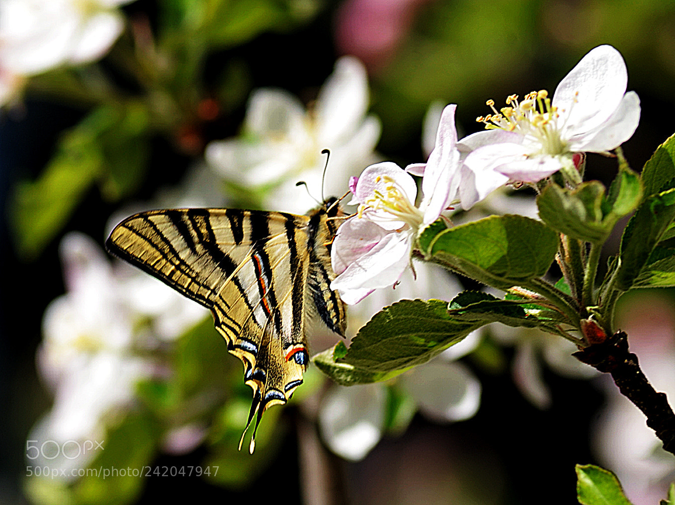 Nikon D700 sample photo. La mariposa del manzano photography