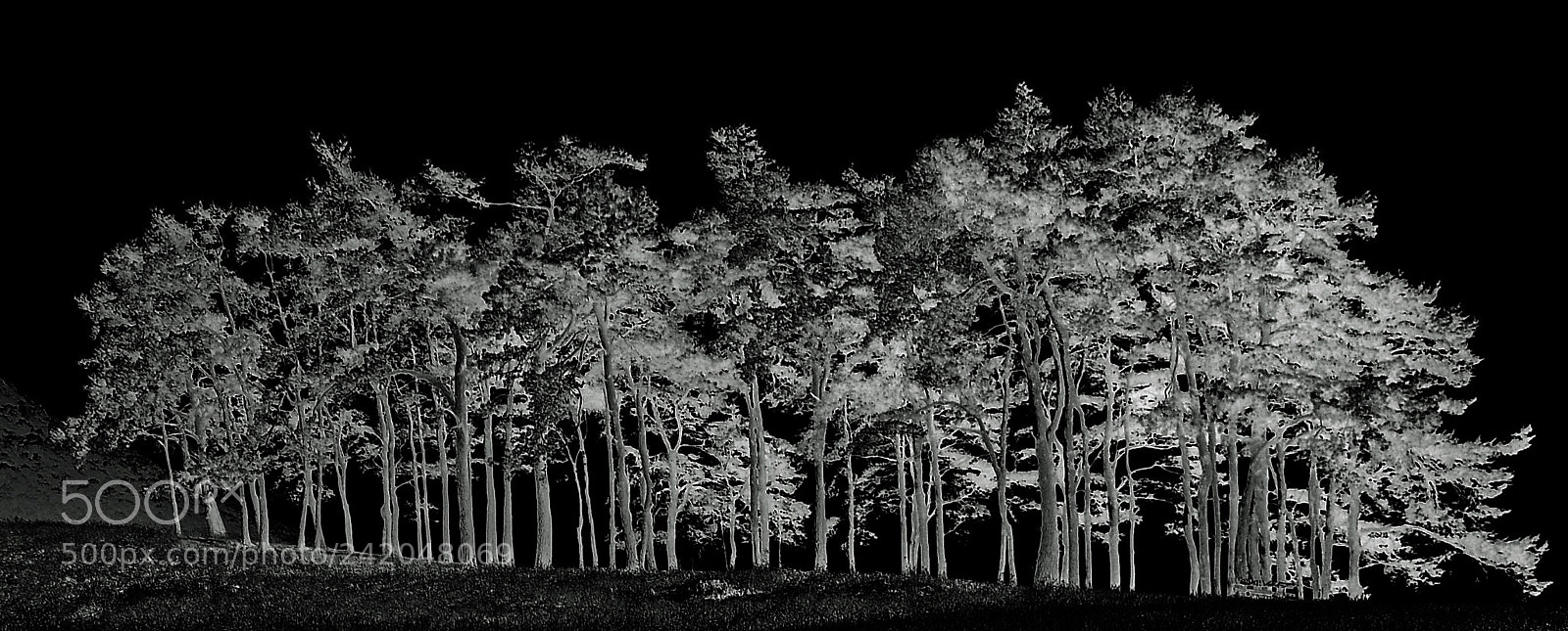 Nikon D700 sample photo. "the secret fairytale forest !" photography