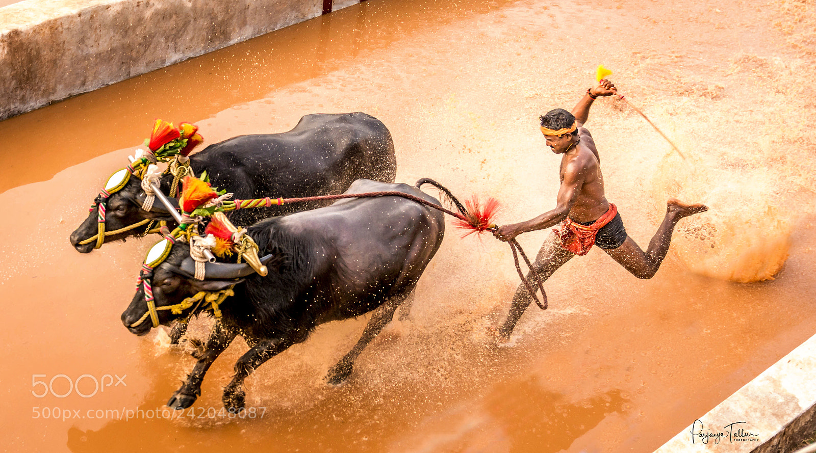 Nikon D7100 sample photo. Kambala photography
