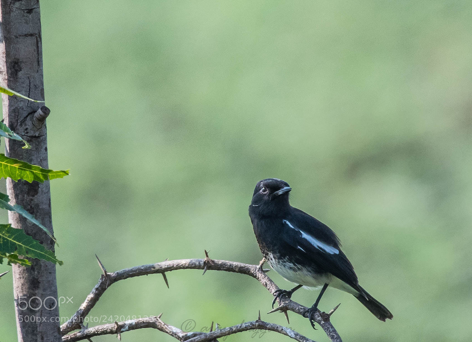 Nikon D500 sample photo. Pied bushchat photography