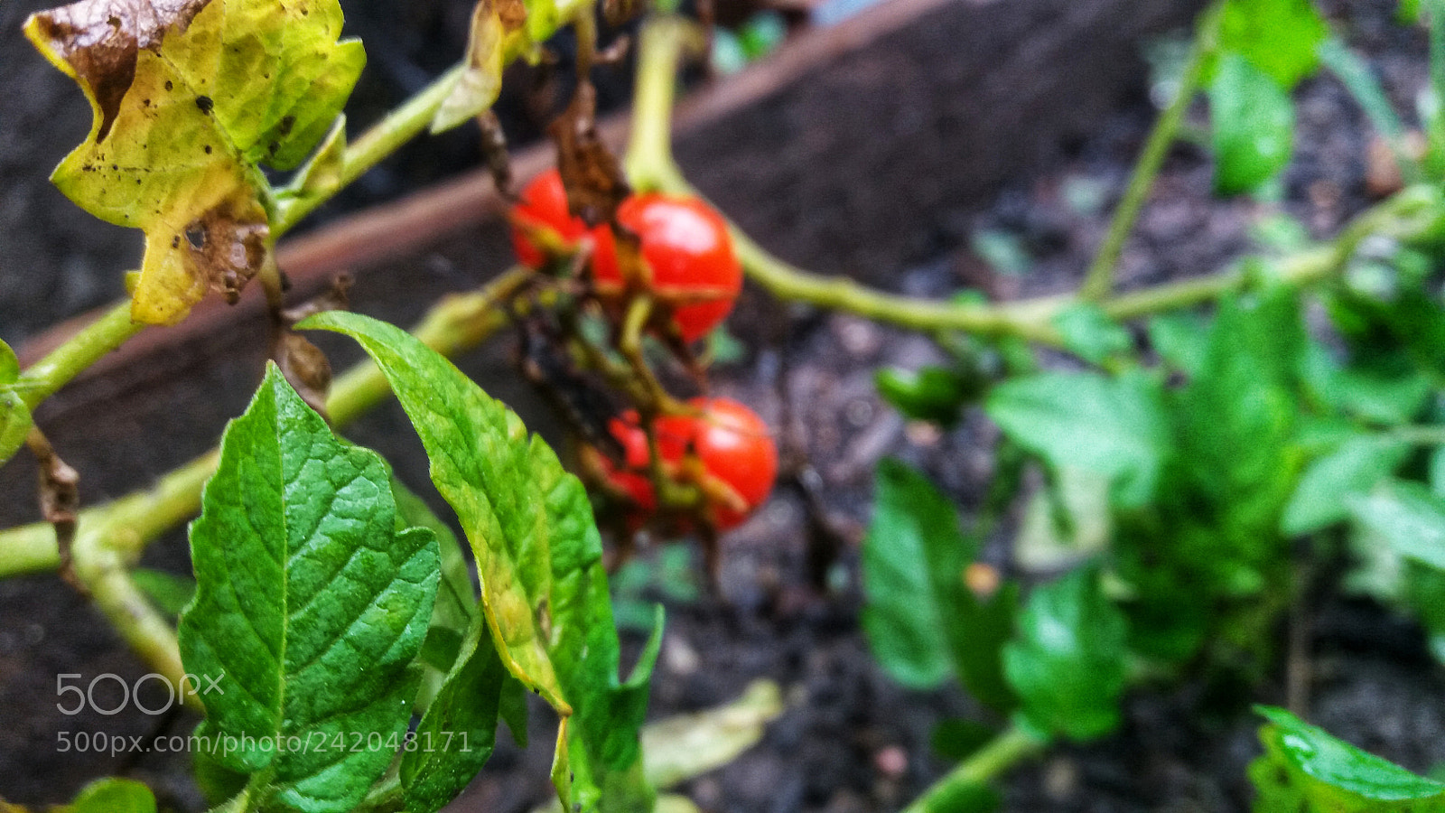Samsung Galaxy J5 sample photo. Untitled photography
