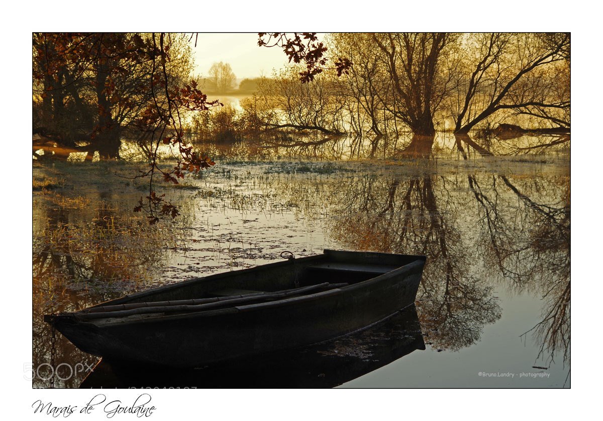 Pentax K-30 sample photo. De l'or sur le photography