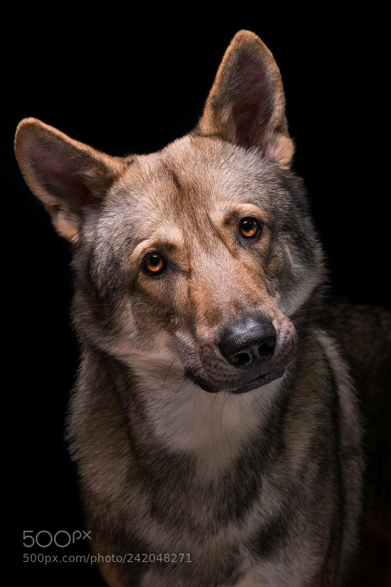 Fujifilm X-T2 sample photo. Saarloos wolfhound photography