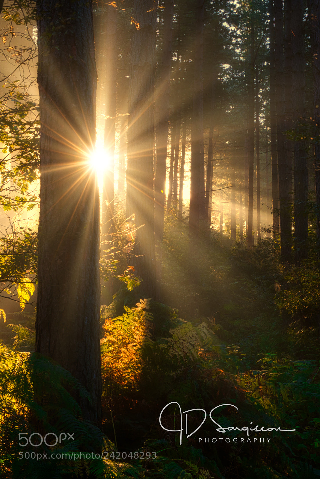 Nikon D800 sample photo. Morning bright photography
