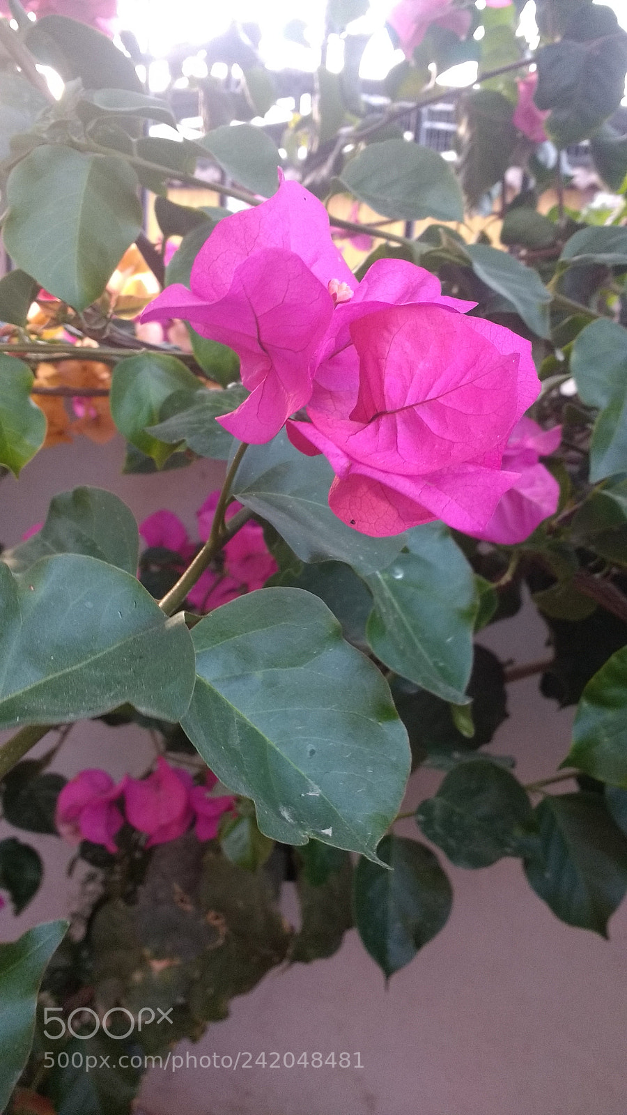 Motorola Moto G (4) sample photo. Untitled photography