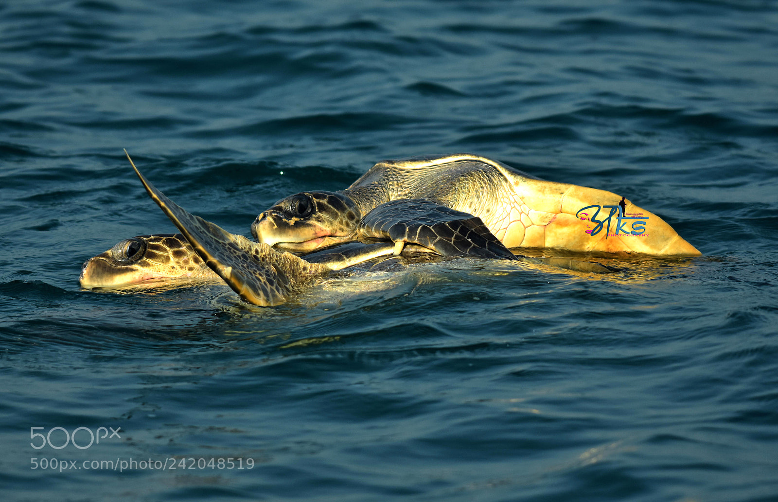 Nikon D7200 sample photo. Sea turtles photography