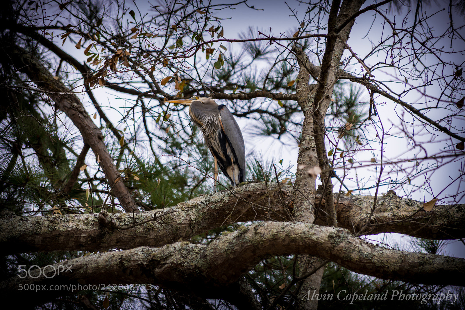 Nikon D7200 sample photo. Hiding amongst the tree photography