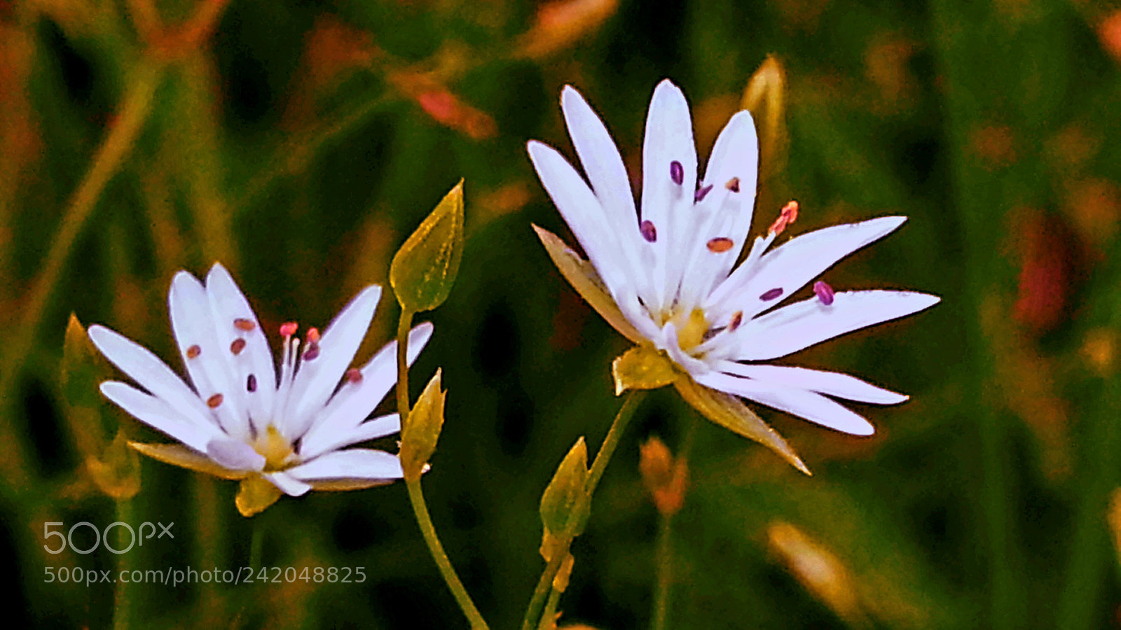 Samsung Galaxy S3 sample photo. Duet photography