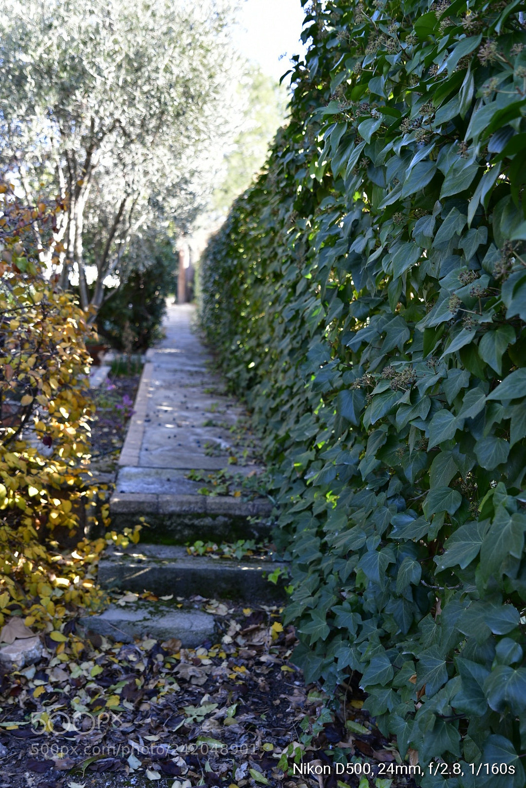 Nikon D500 sample photo. Untitled photography