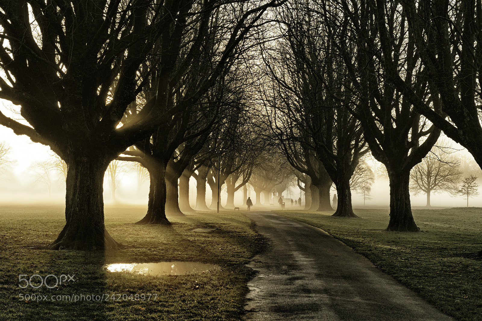 Nikon D700 sample photo. Park mist photography