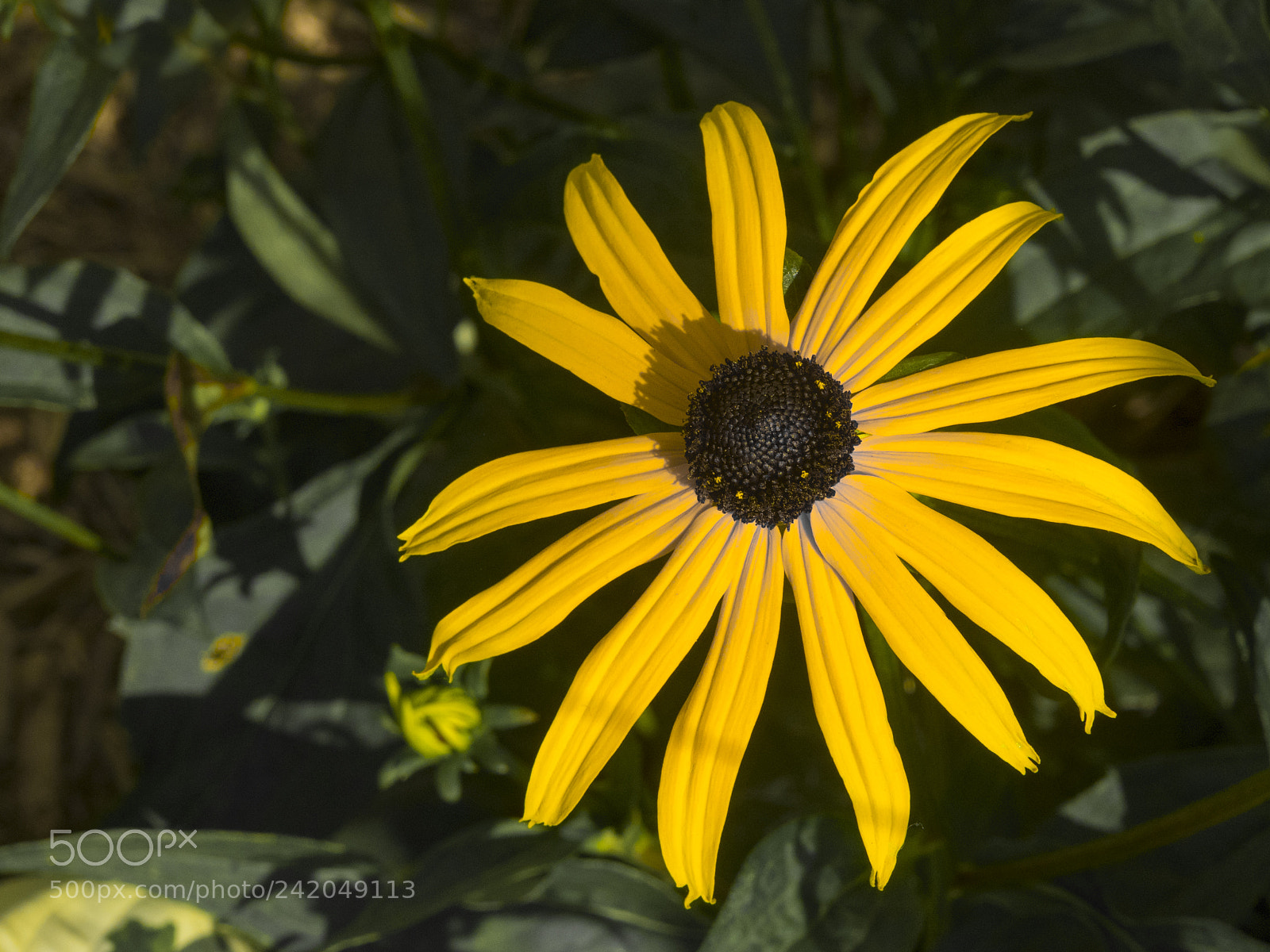 Olympus OM-D E-M1 sample photo. Beautiful flower photography