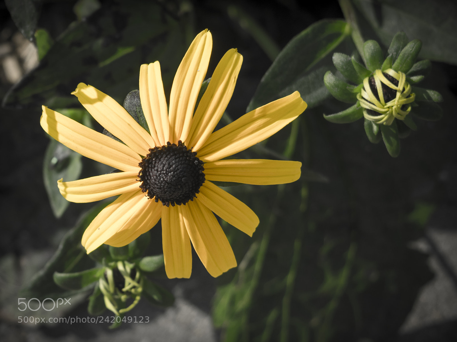 Olympus OM-D E-M1 sample photo. Beautiful flower photography