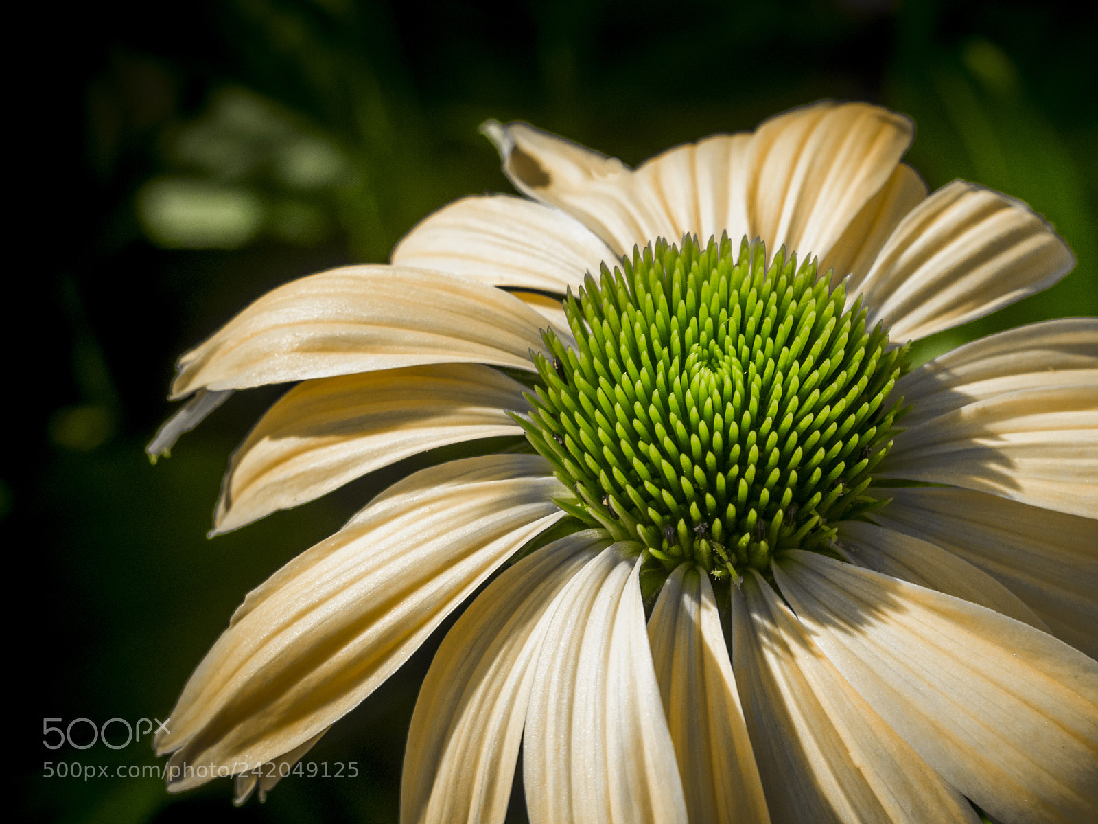 Olympus OM-D E-M1 sample photo. Beautiful flower photography