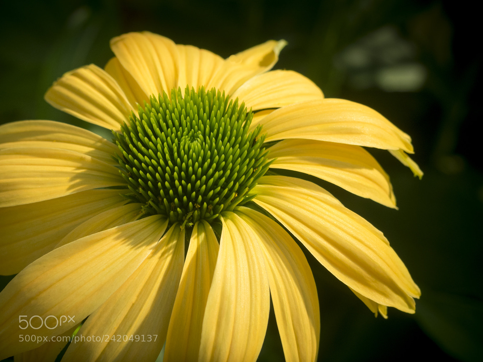Olympus OM-D E-M1 sample photo. Beautiful flower photography