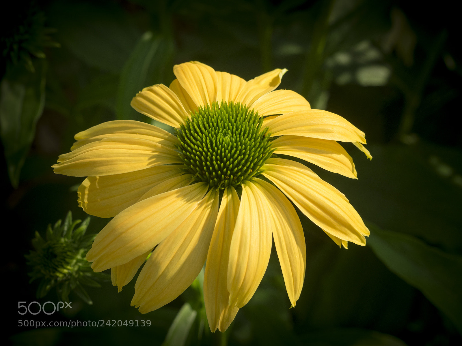 Olympus OM-D E-M1 sample photo. Beautiful flower photography