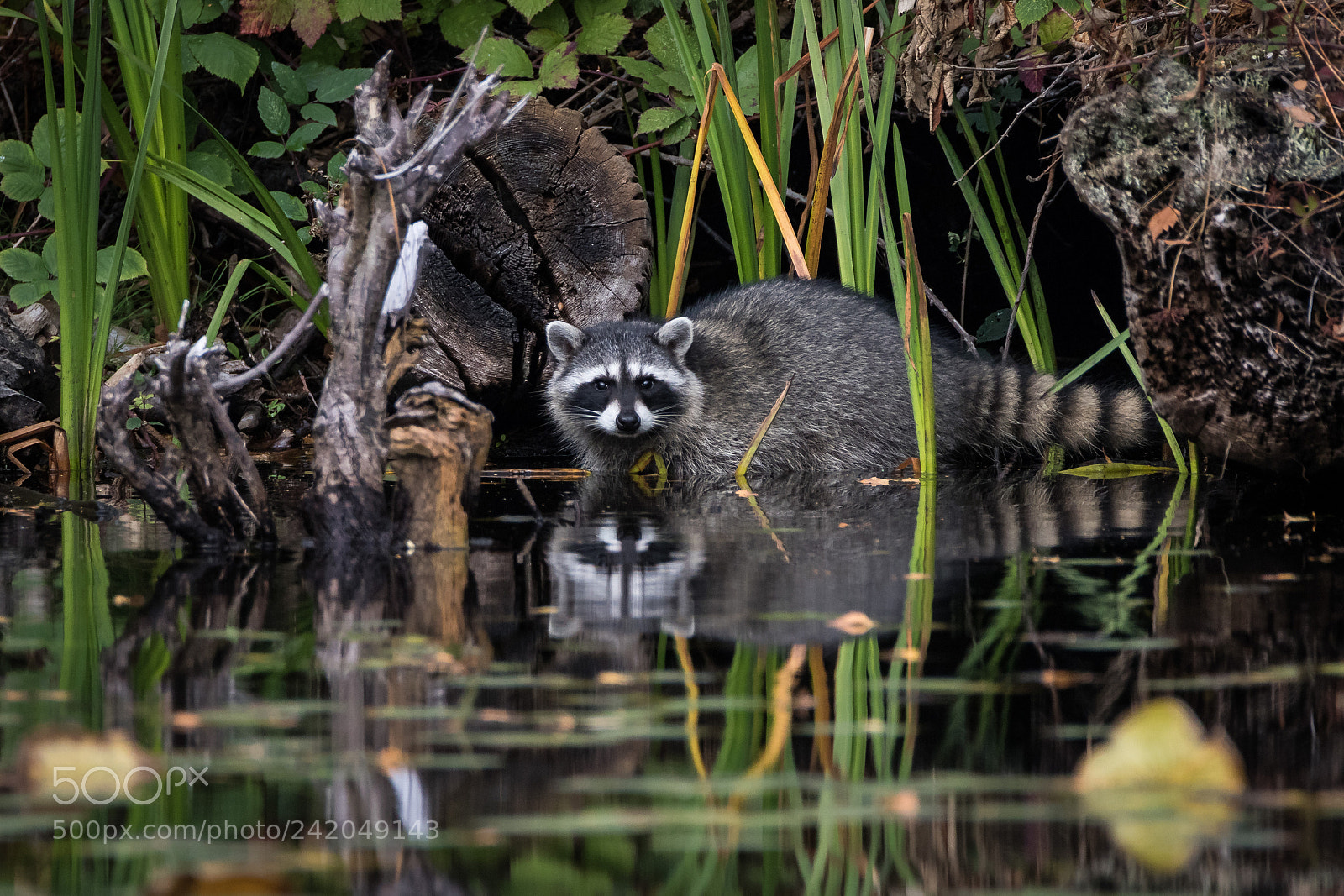 Canon EOS 7D Mark II sample photo. 2943-3.jpg photography