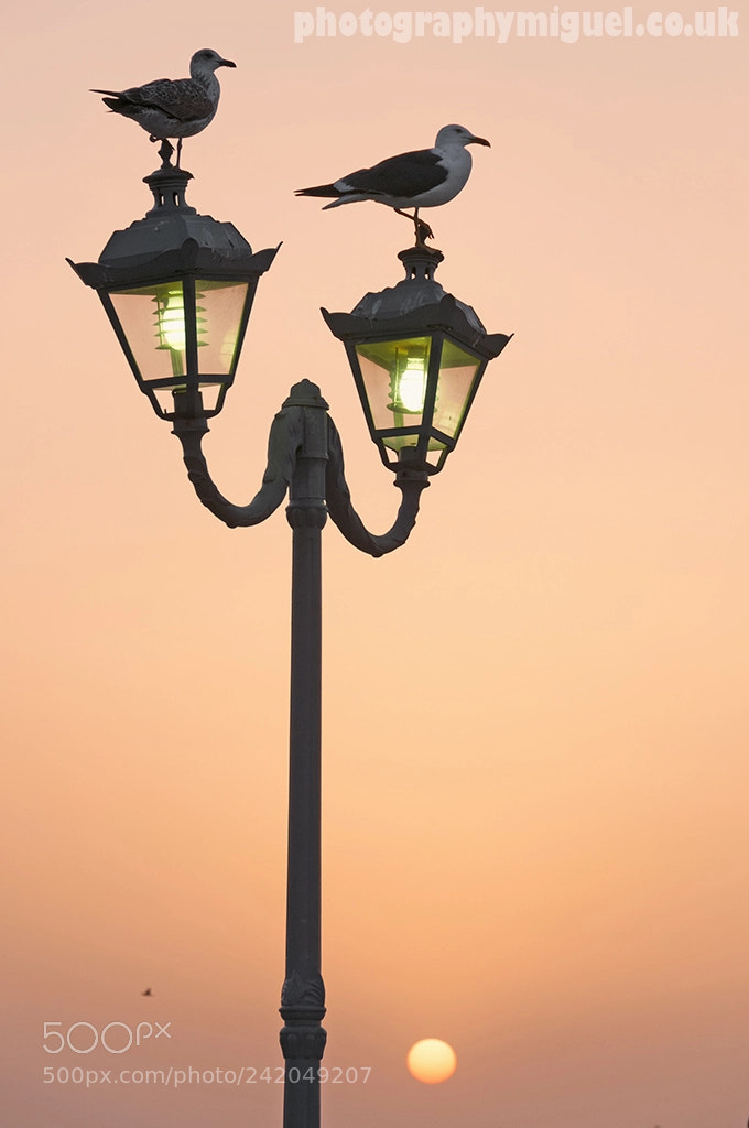 Nikon D300 sample photo. Seagulls at sunset, essaouira photography