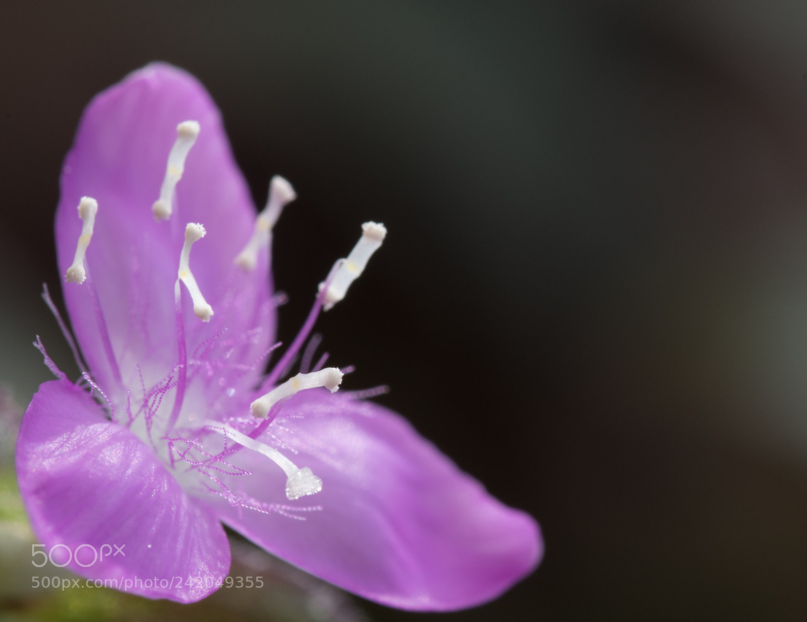 Nikon D500 sample photo. Purple inside ii photography