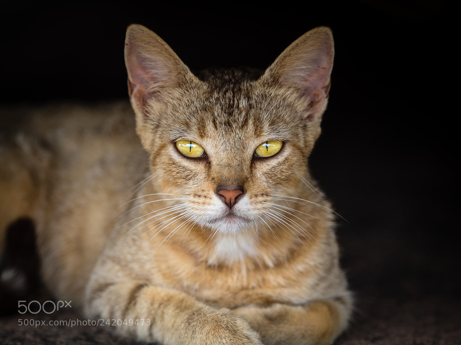Olympus OM-D E-M1 sample photo. Feral cat relaxing photography