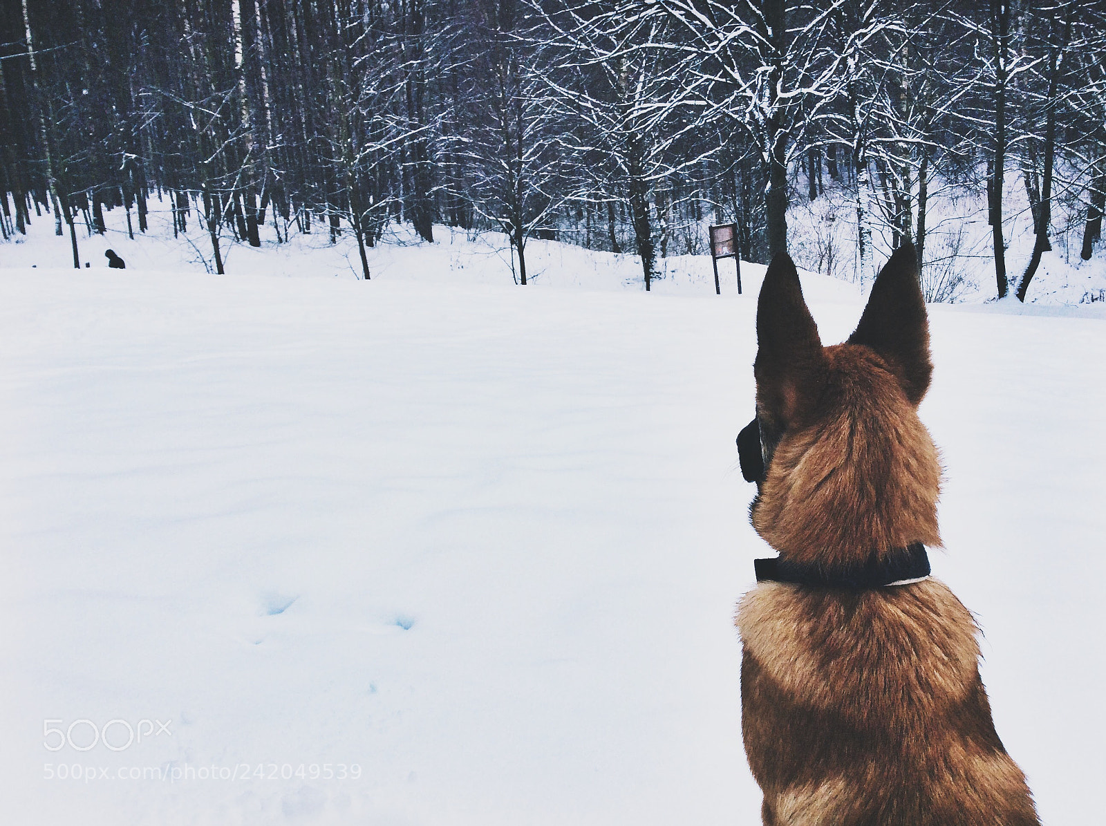 Apple iPad Air sample photo. Malinois photography