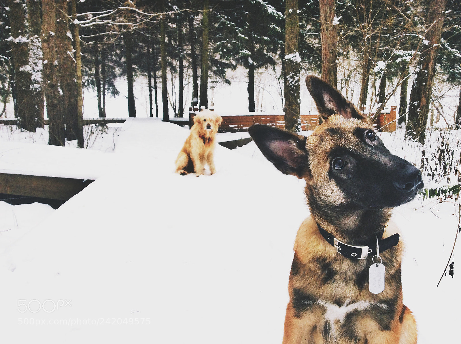 Apple iPad Air sample photo. Malinois photography
