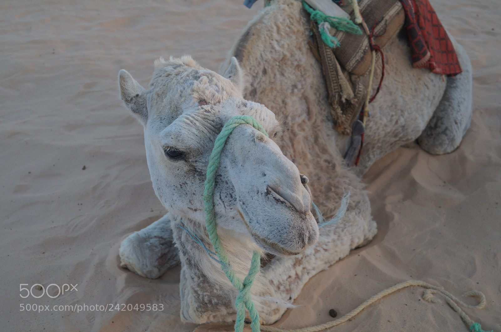 Sony SLT-A57 sample photo. Untitled photography