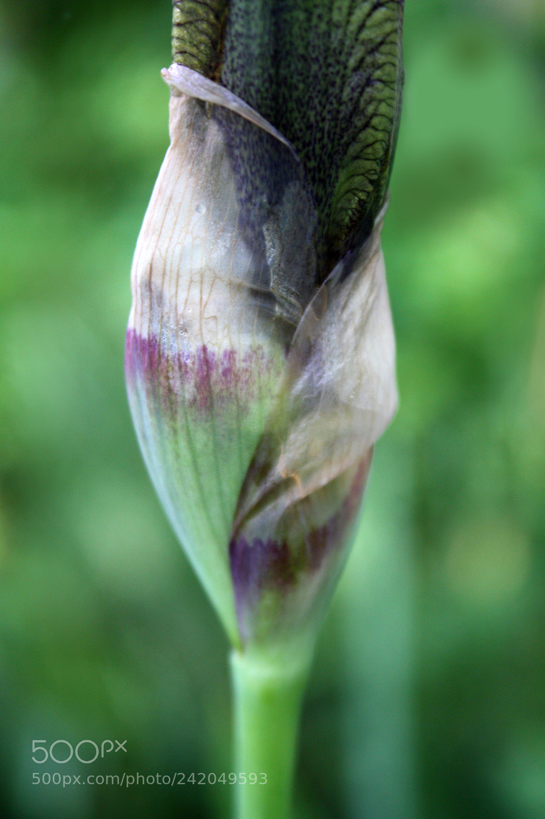 Canon EOS 450D (EOS Rebel XSi / EOS Kiss X2) sample photo. Iris bud photography