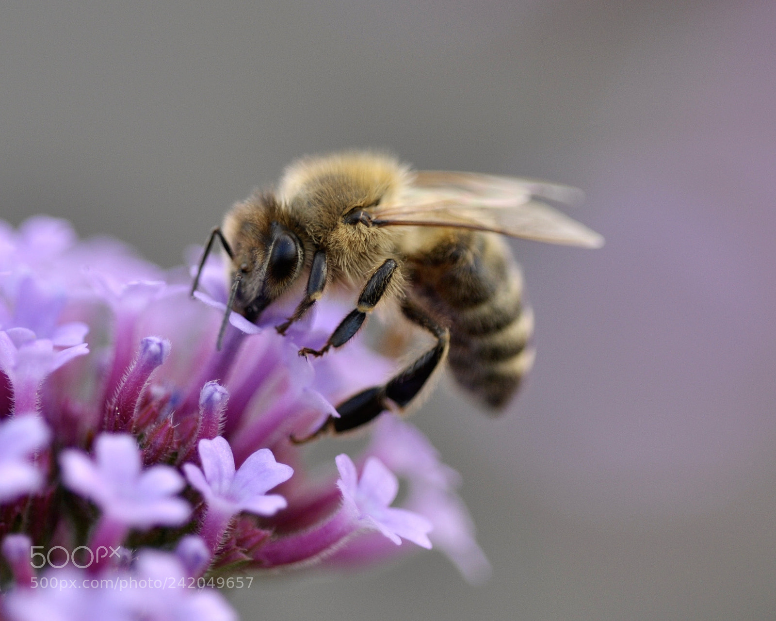 Nikon D90 sample photo. Honeybee photography