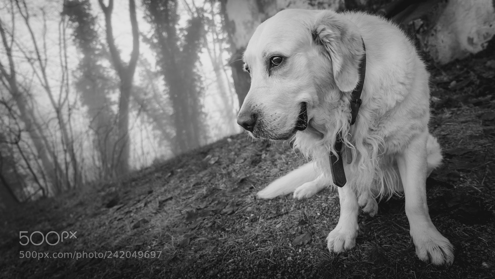 Sony a7R sample photo. In the bavarian forest photography