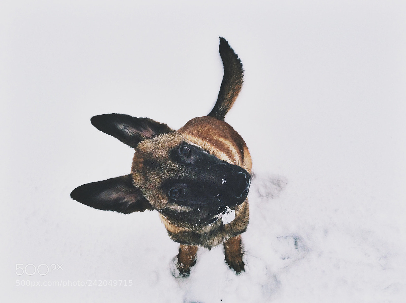 Apple iPad Air sample photo. Malinois photography