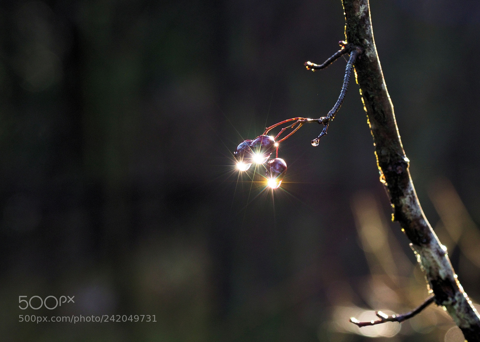 Olympus OM-D E-M1 Mark II sample photo. Spotlight photography