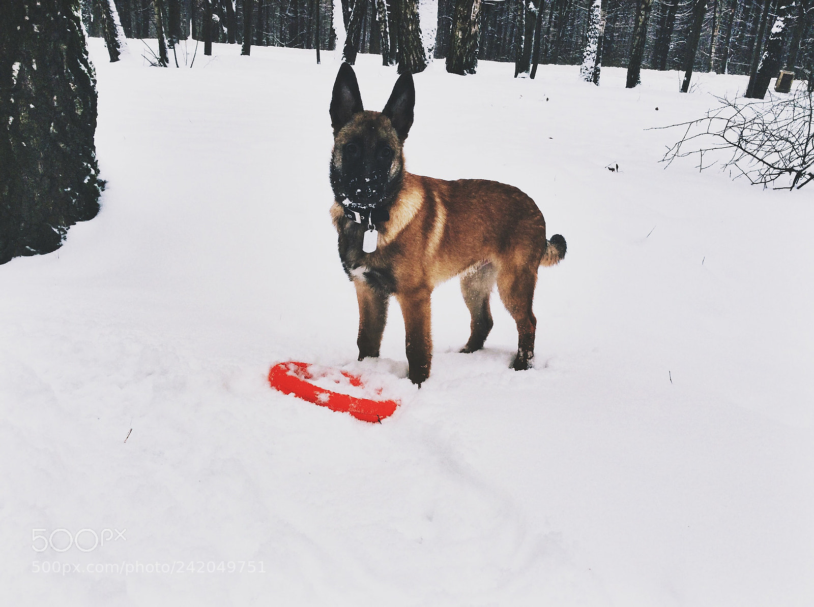 Apple iPad Air sample photo. Malinois photography
