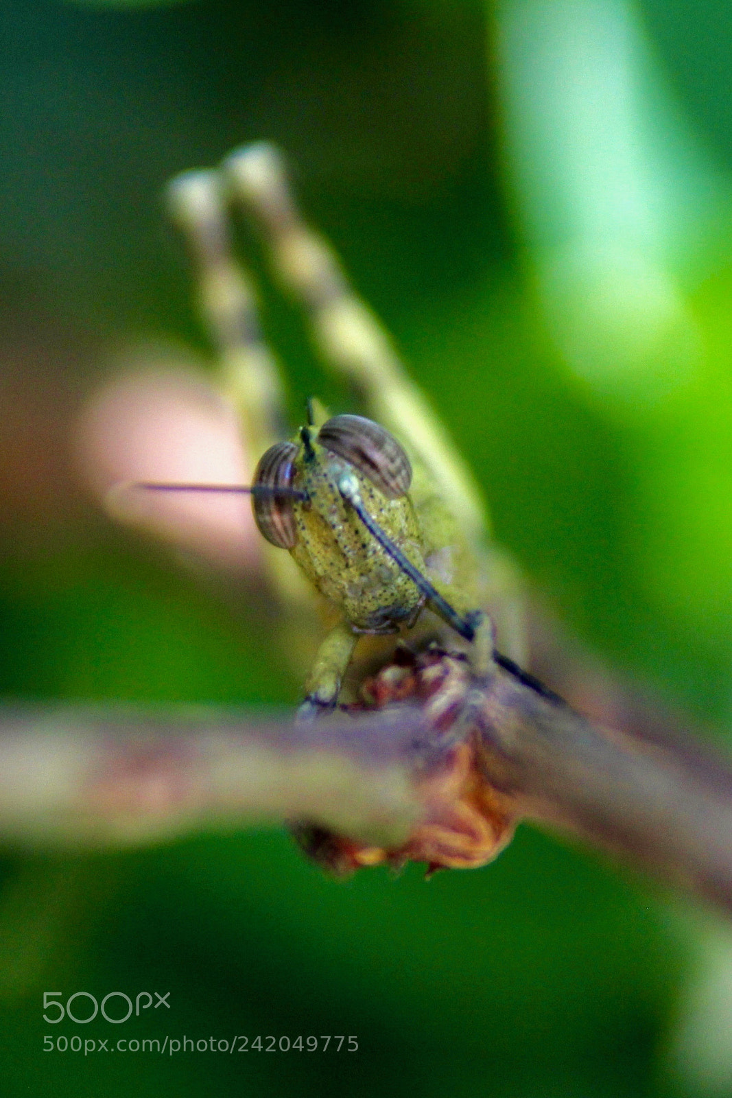 Canon EOS 60D sample photo. Grasshopper photography