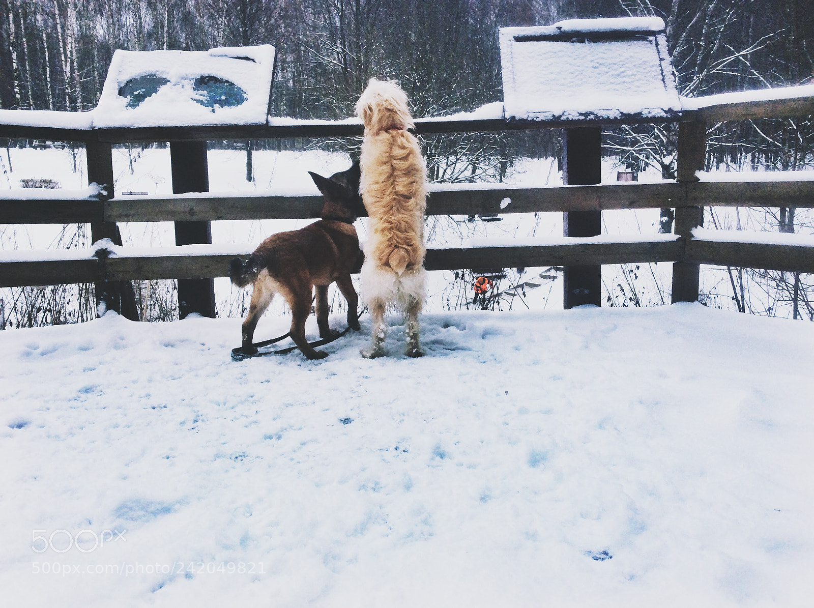 Apple iPad Air sample photo. Malinois and catalan shepherd photography