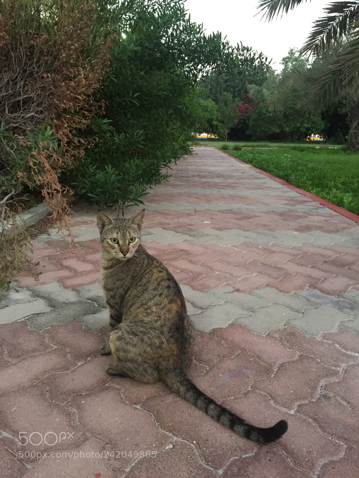 Apple iPhone 6 sample photo. Beauty photography