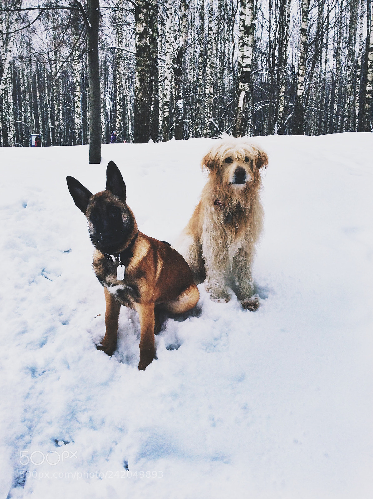 Apple iPad Air sample photo. Malinois and catalan shepherd photography