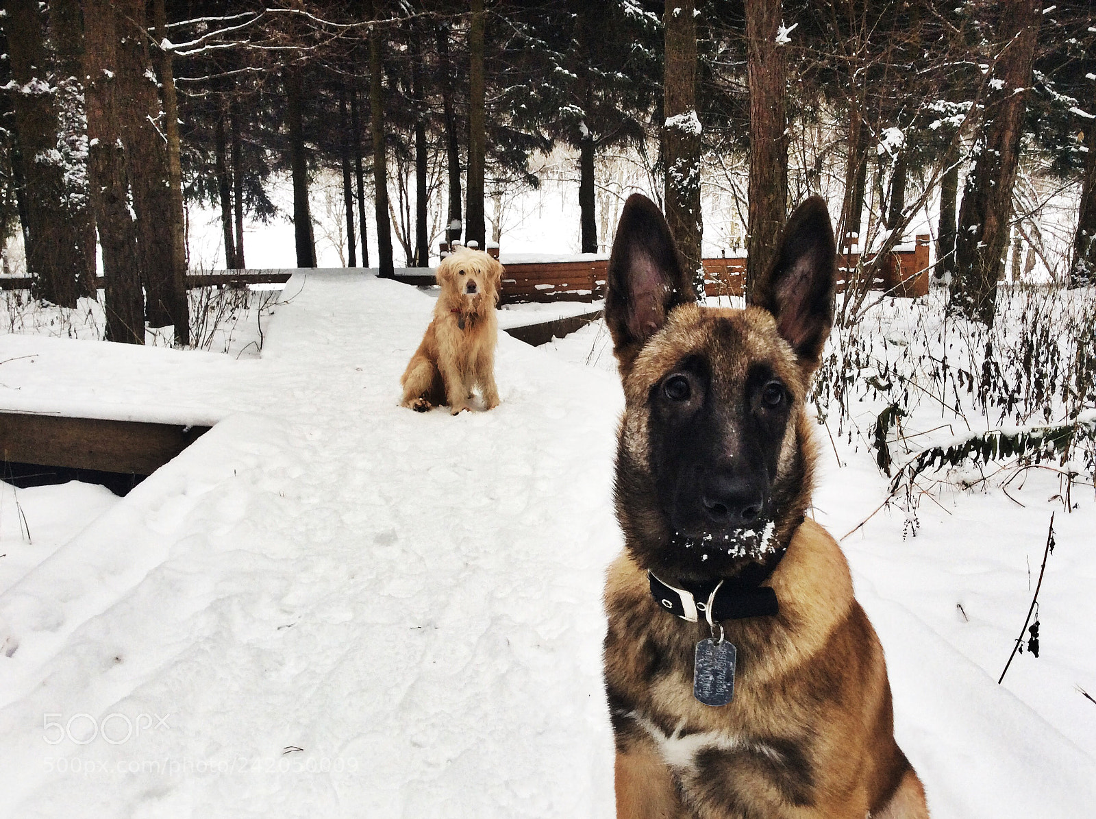 Apple iPad Air sample photo. Malinois photography