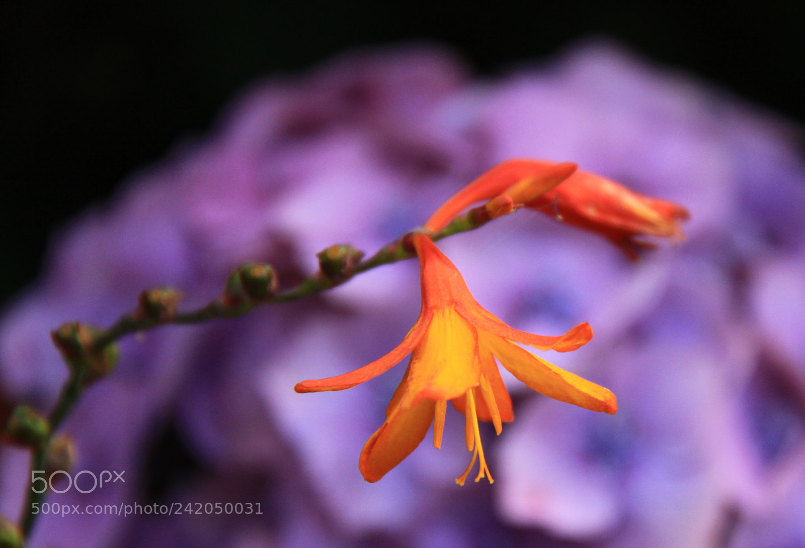 Canon EOS 50D sample photo. Untitled photography