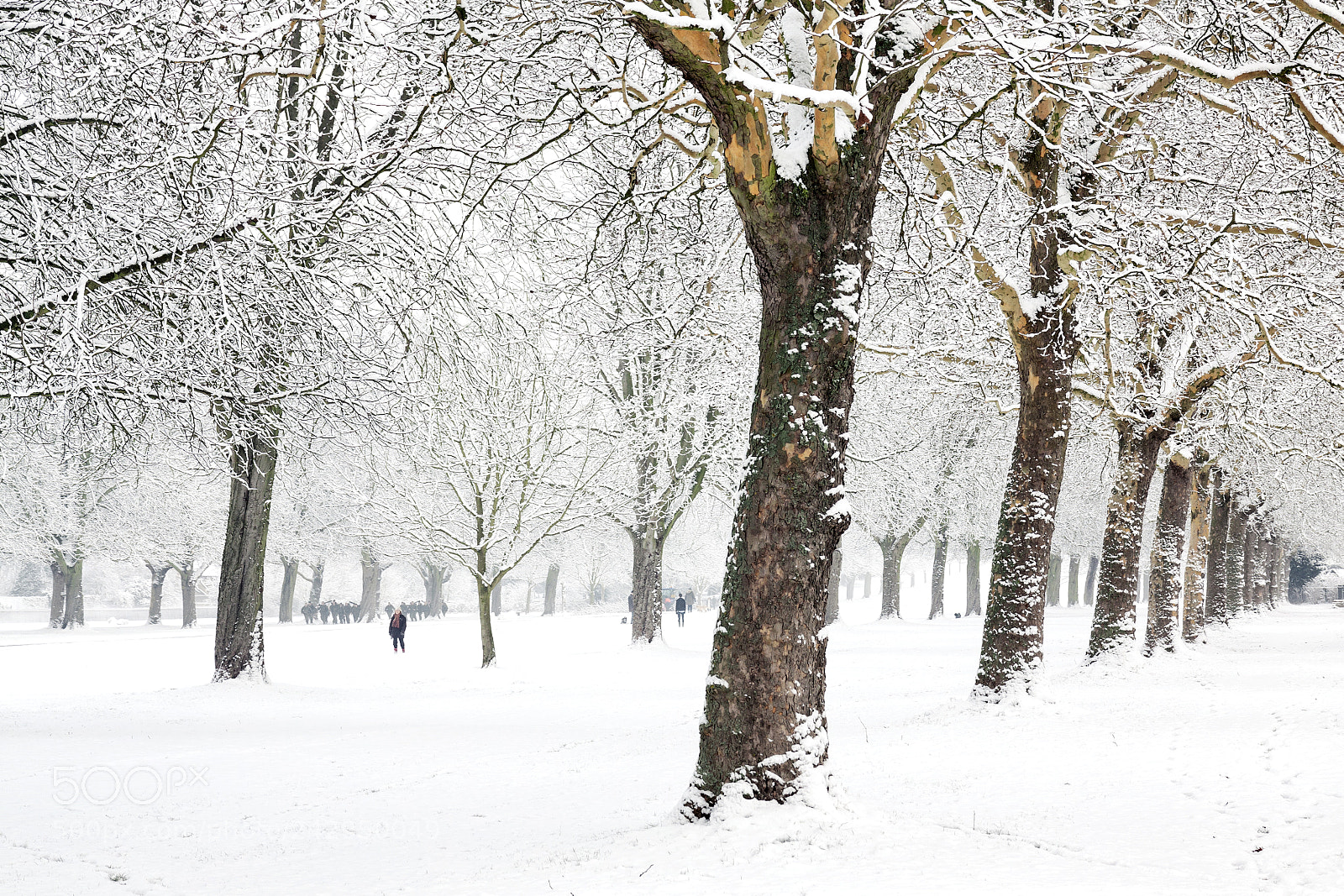 Canon EOS 50D sample photo. Walk in the snow photography