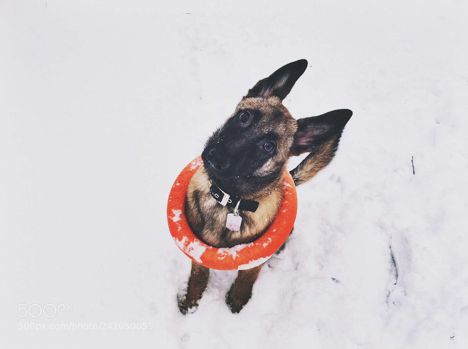 Apple iPad Air sample photo. Malinois photography