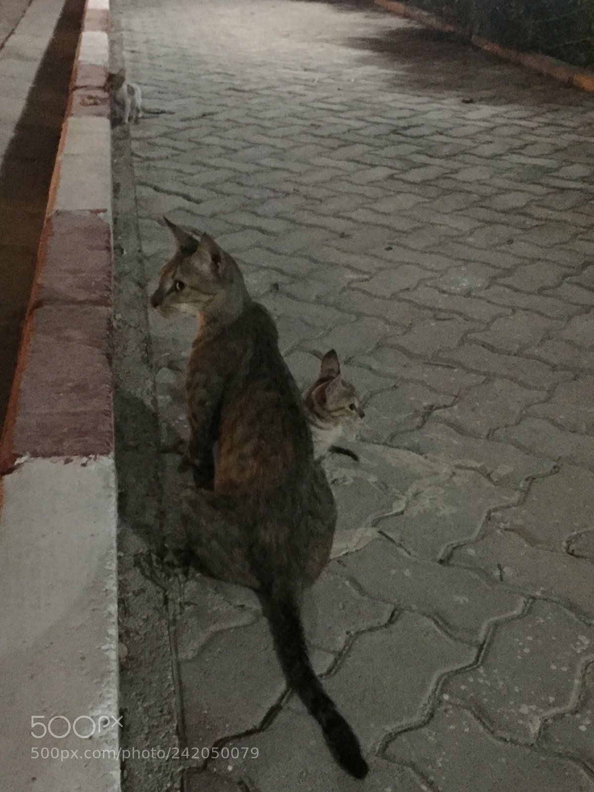 Apple iPhone 6 sample photo. Love photography