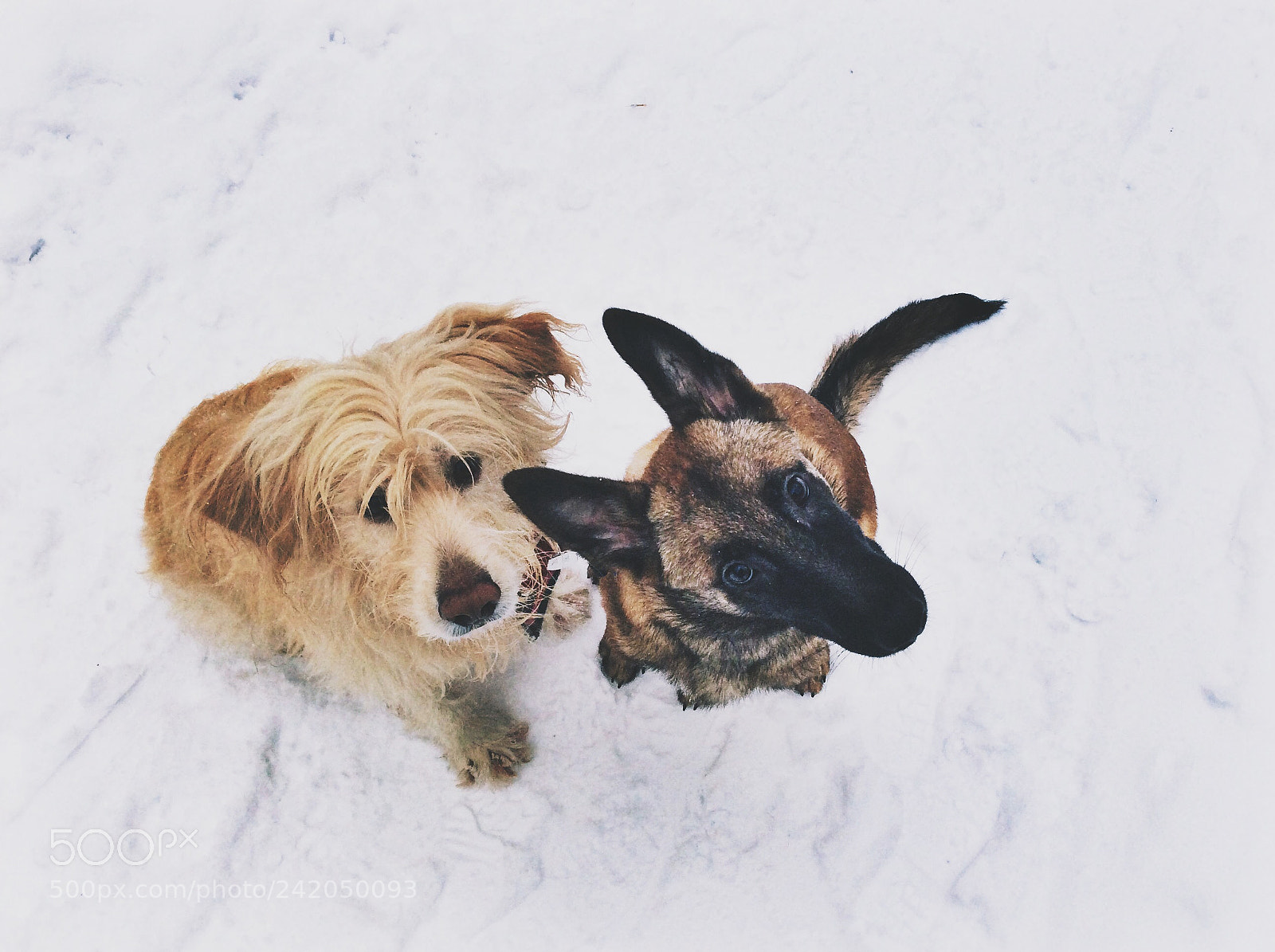 Apple iPad Air sample photo. Malinois and catalan shepherd photography