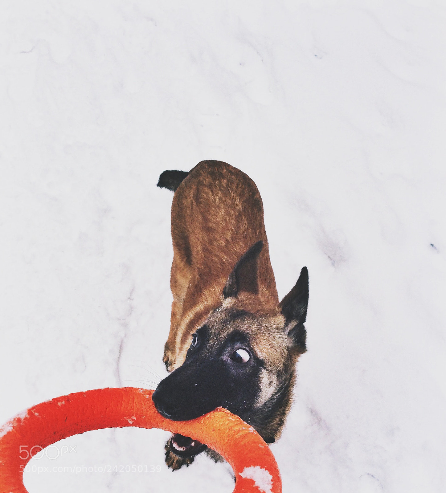 Apple iPad Air sample photo. Malinois photography