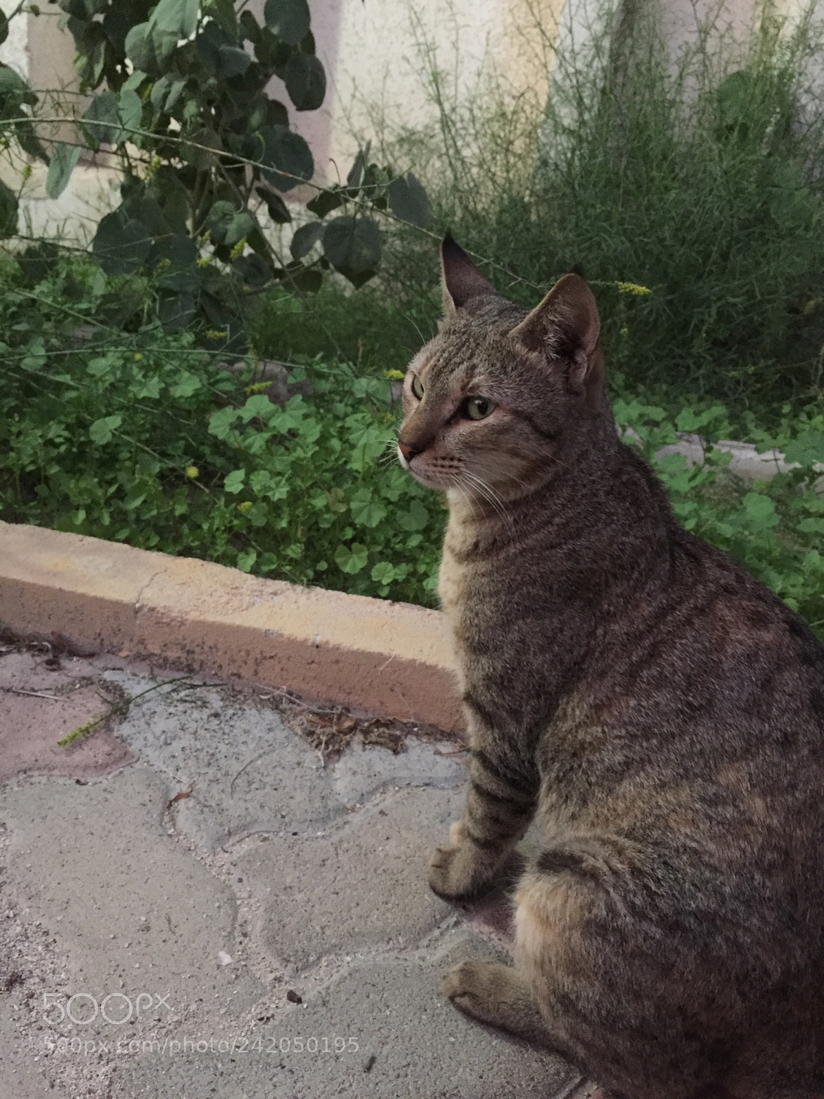 Apple iPhone 6 sample photo. Untitled photography