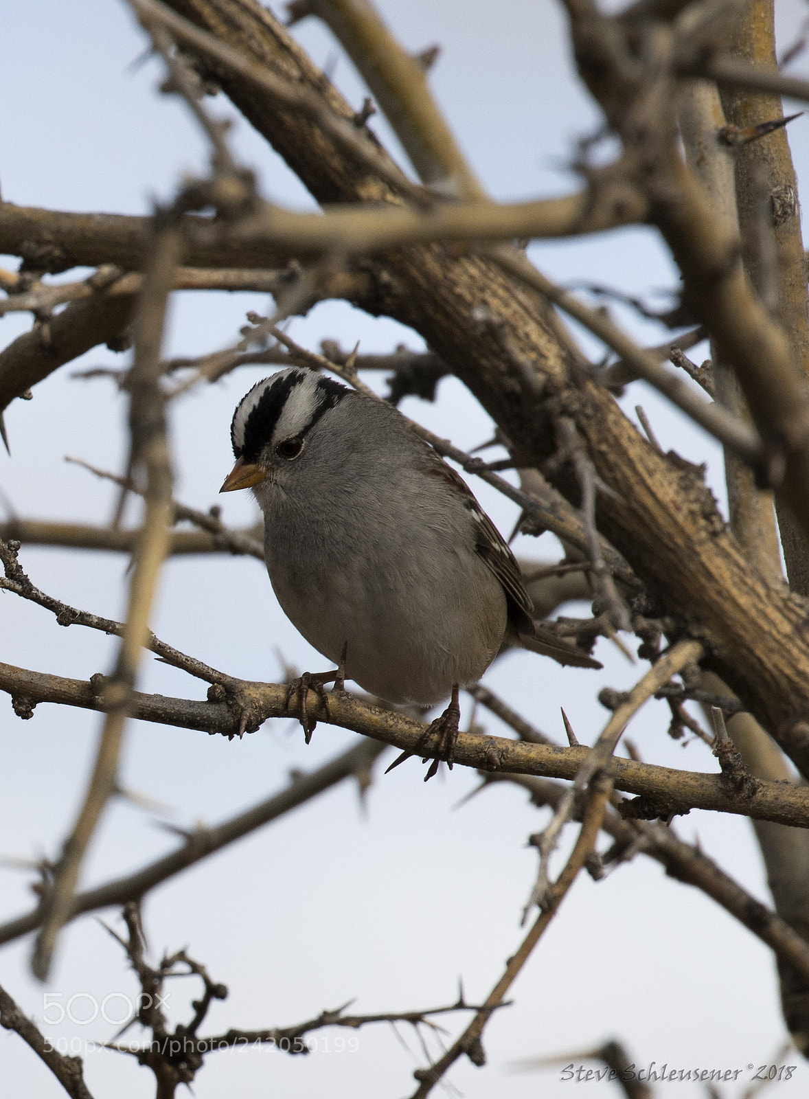 Canon EOS 750D (EOS Rebel T6i / EOS Kiss X8i) sample photo. White-crowned sparrow photography