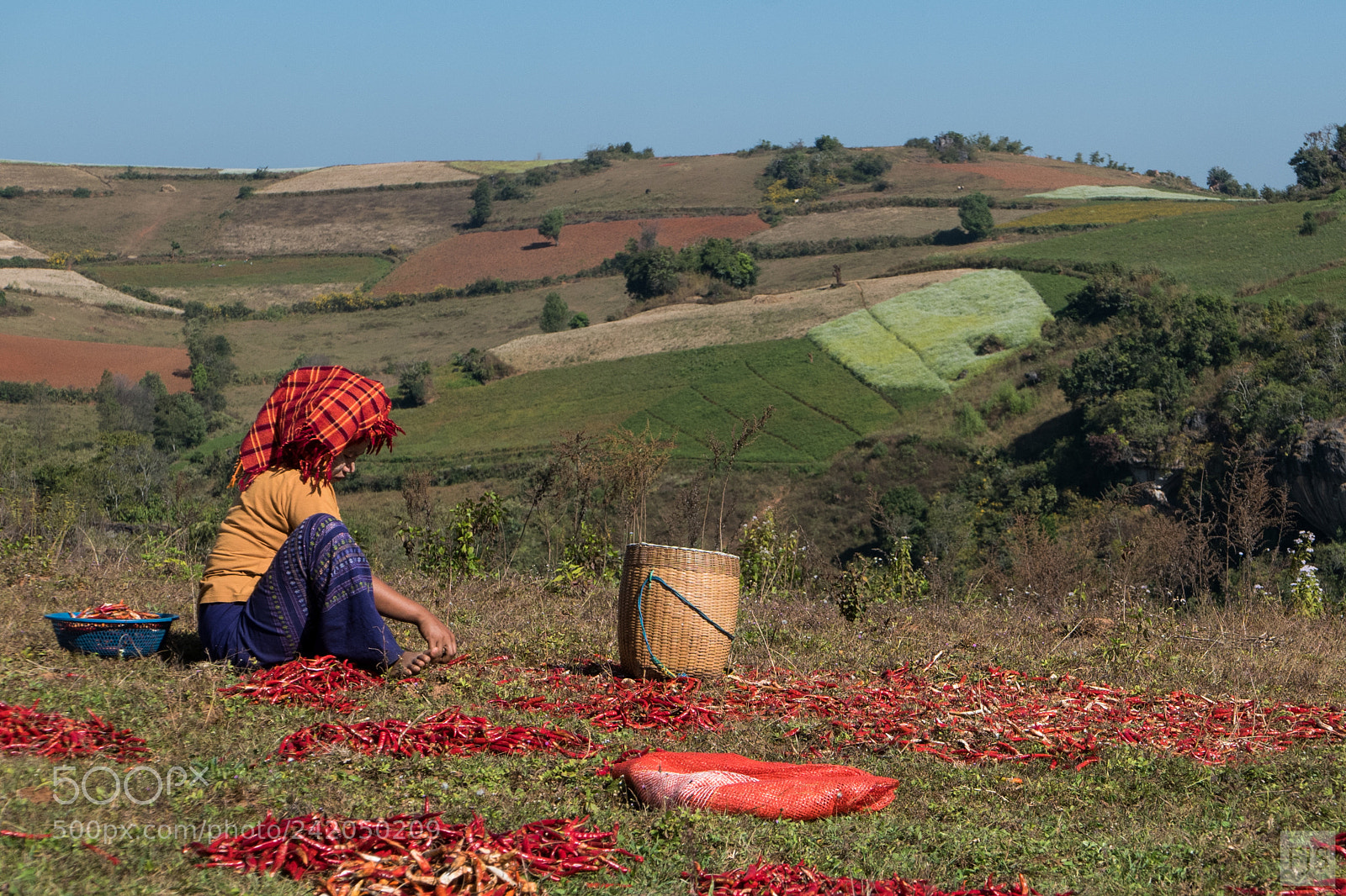 Panasonic Lumix DMC-LX100 sample photo. Chilli harvest photography