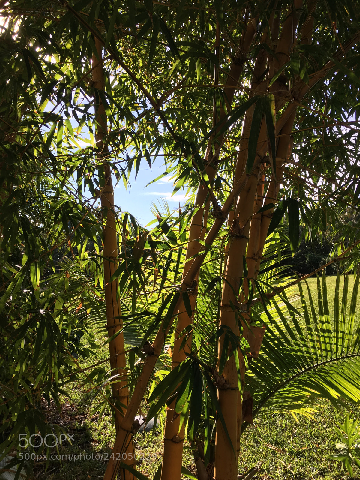 Apple iPhone SE sample photo. Bamboo photography