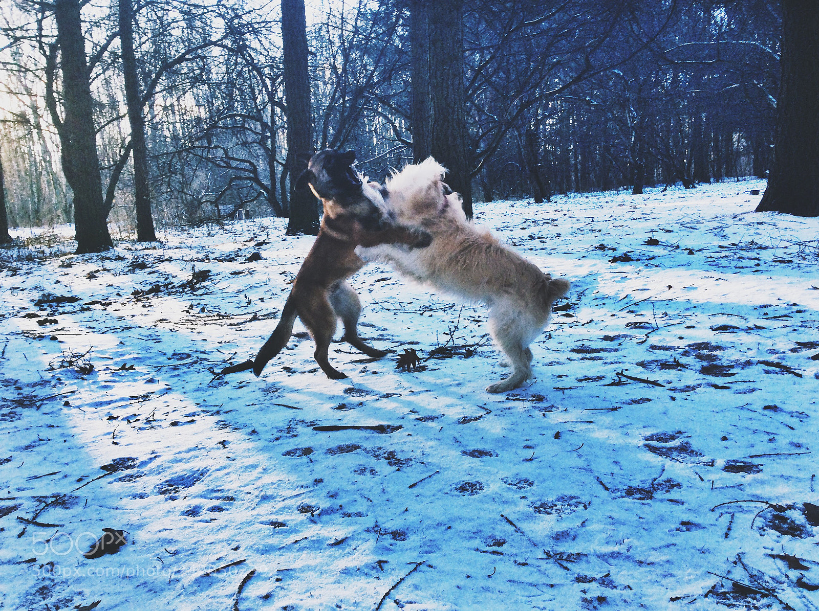 Apple iPad Air sample photo. Malinois and catalan shepherd photography