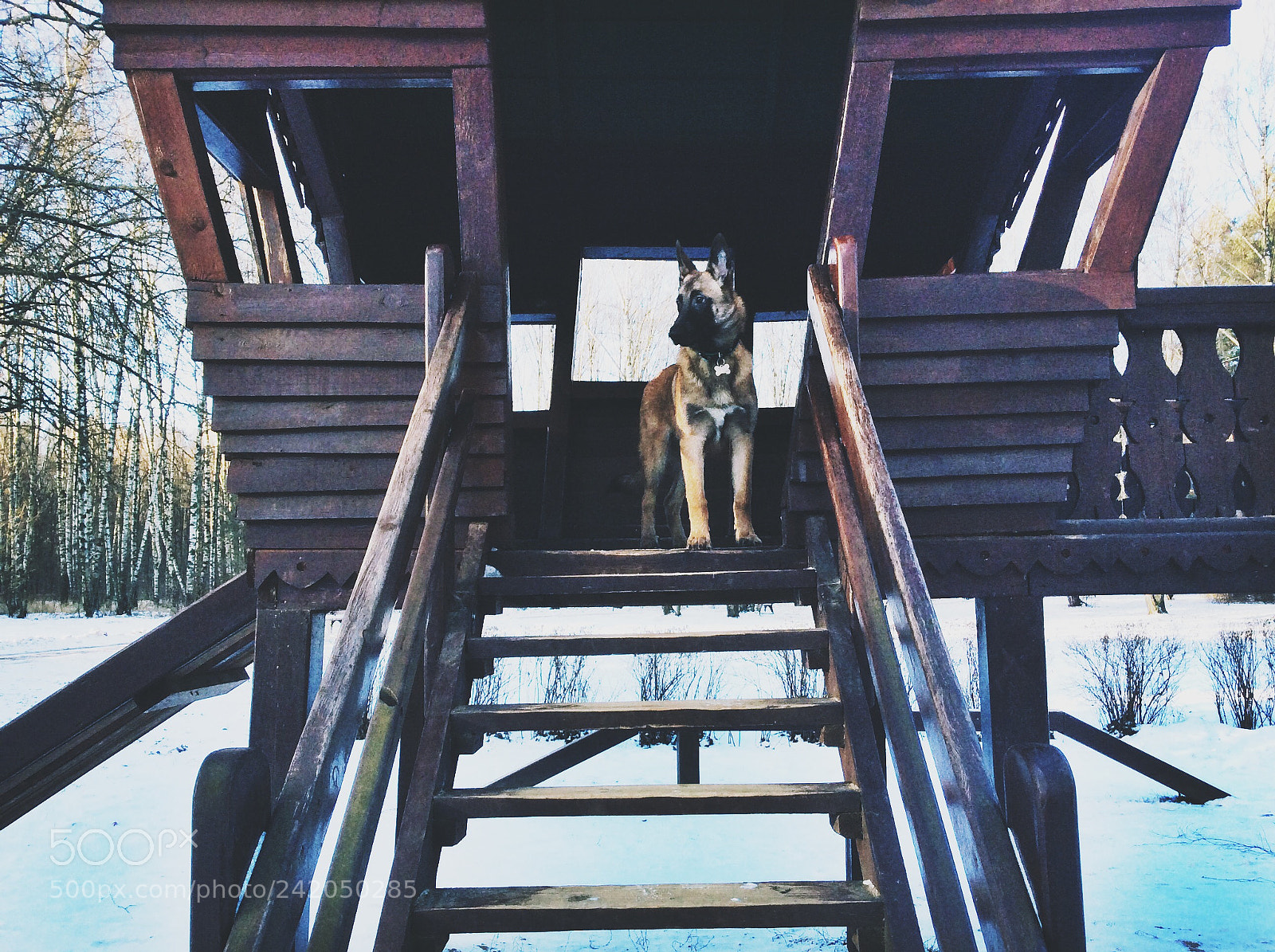 Apple iPad Air sample photo. Malinois photography