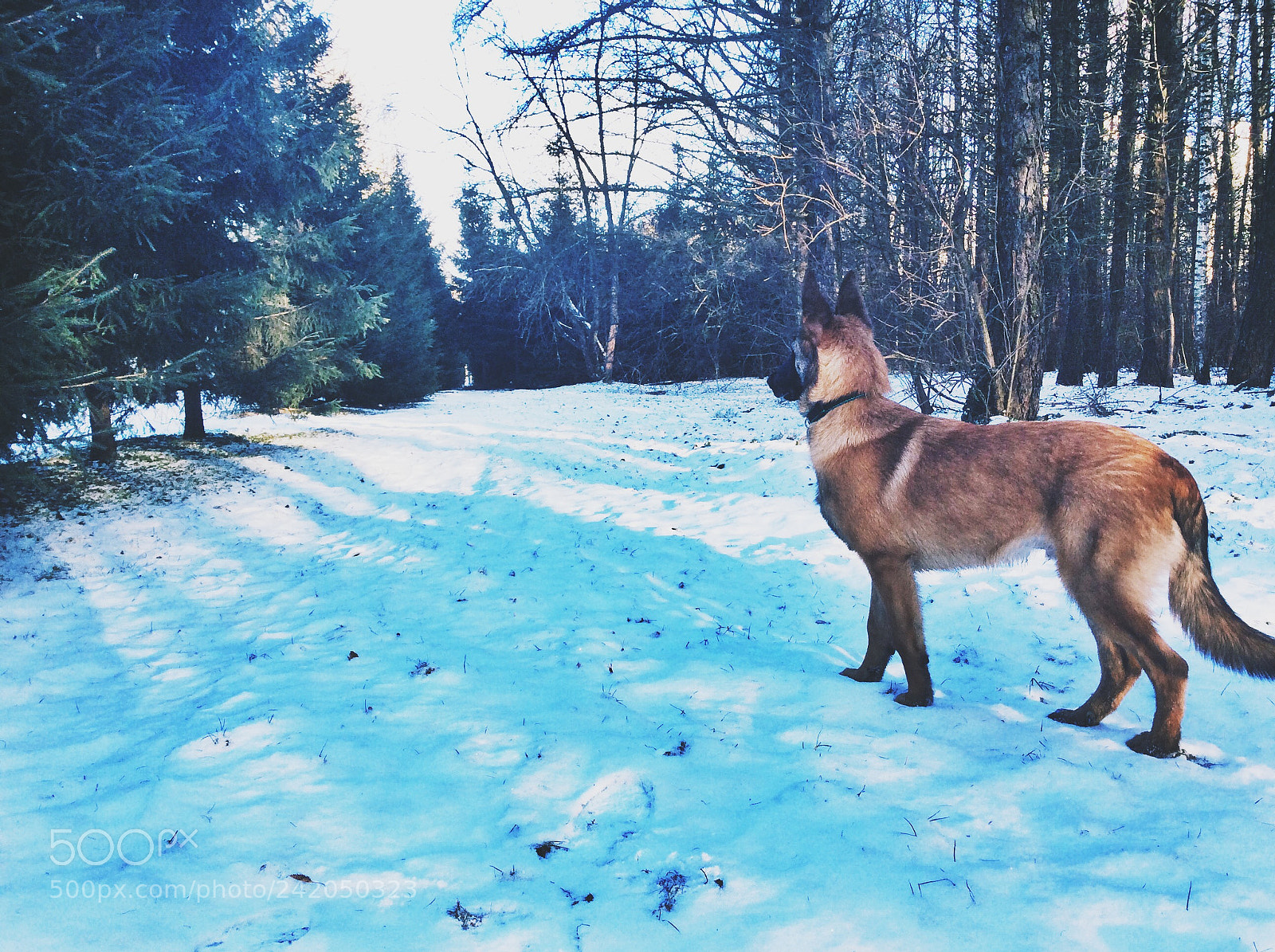 Apple iPad Air sample photo. Malinois photography